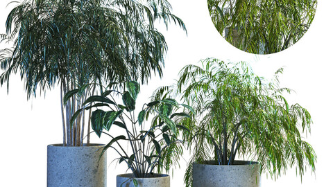 plant in box set 070