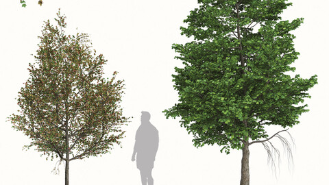 Set of Liquidambar formosana Trees (Formosan gum) (2 Trees)