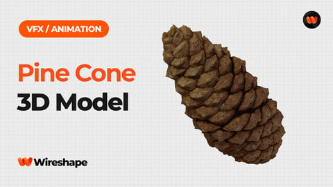 Pine Cone - Extreme Definition 3D Scanned