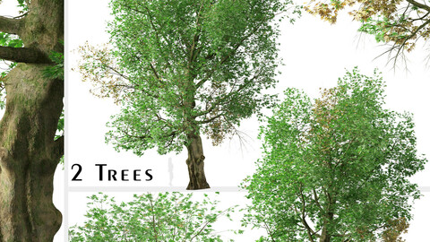Set of Platanus orientalis Tree (Old World sycamore) (2 Trees)