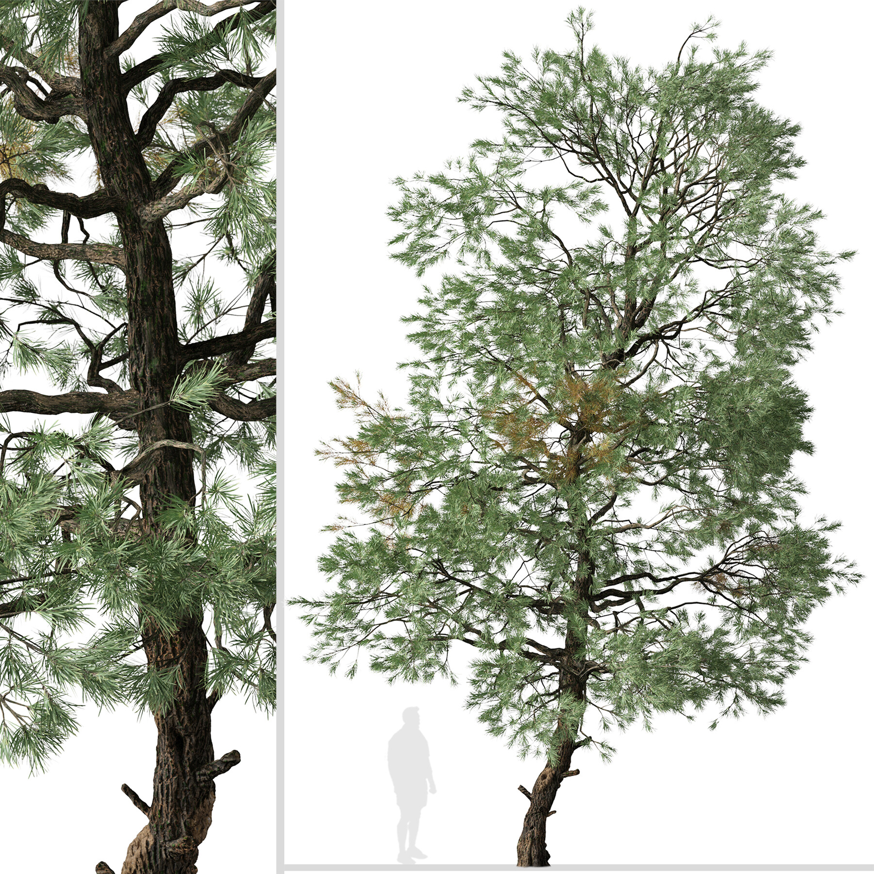 ArtStation - Set of Gray Pine Tree (Pinus sabiniana) (2 Trees) | Resources