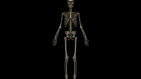 HD Male Skeletal System