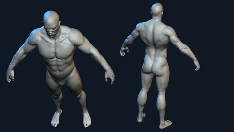 Male Body Anatomy - High Poly - 4 subdivision levels