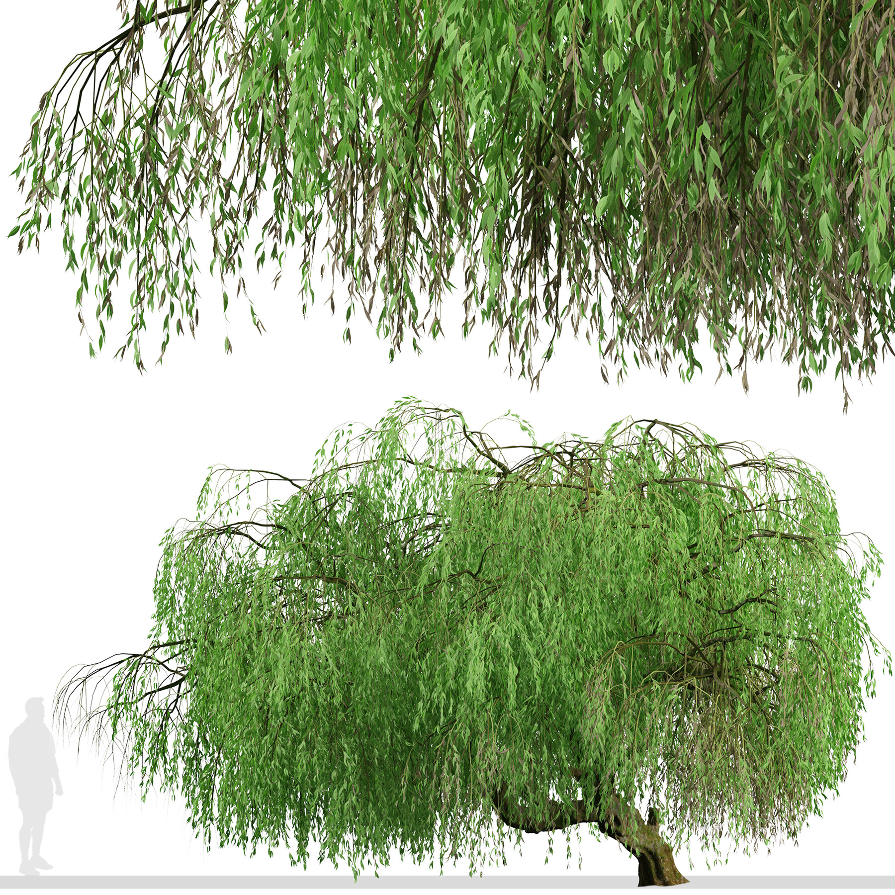 ArtStation - Set of Weeping Willow Tree (Salix babylonica) (2 Trees ...