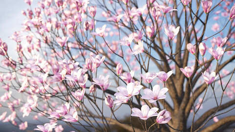 XfrogPlants Saucer Magnolia - Magnolia Soulangeana