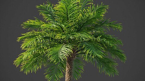 Xfrogplants Date Palm - Phoenix Dactyliera