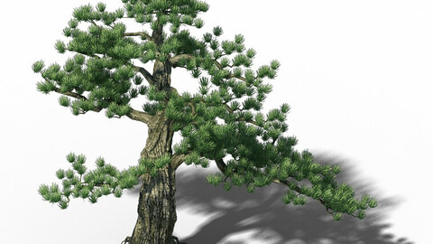 Big Tree - White Chishan - Pine 02
