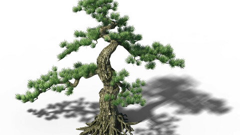 Trees - Huanglongshan Pine 01