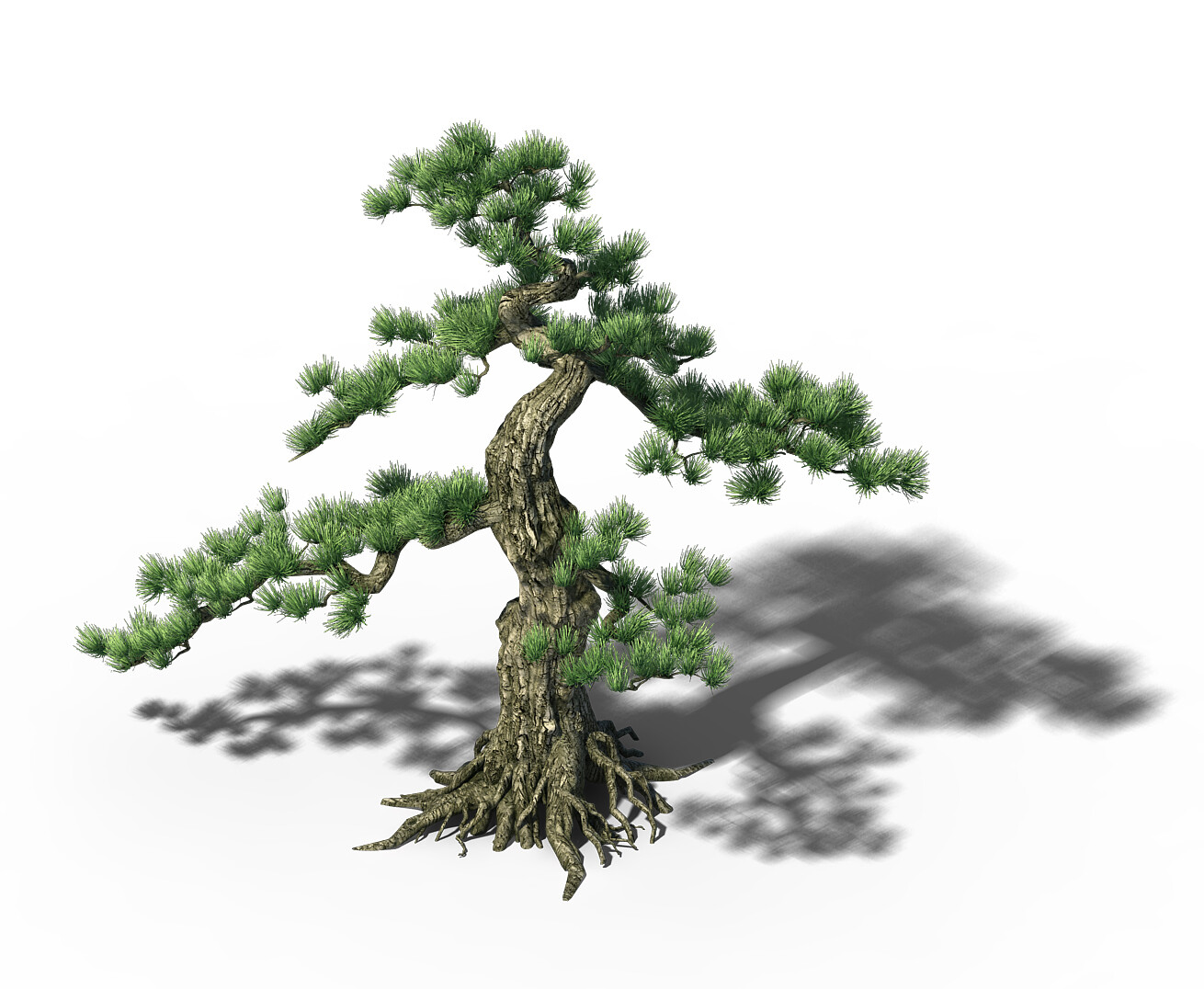 Сайт tree. Сосна Горная 3d модель.