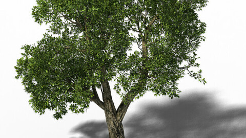 Windland Prairie - Big Tree 01