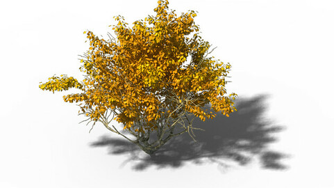 Shrub - Huanglongshan Small Tree 02