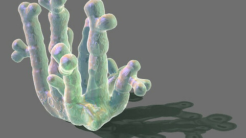 Game Model - Seabed - Coral 02