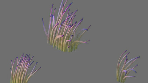 Game Model - Seabed - Bio 02