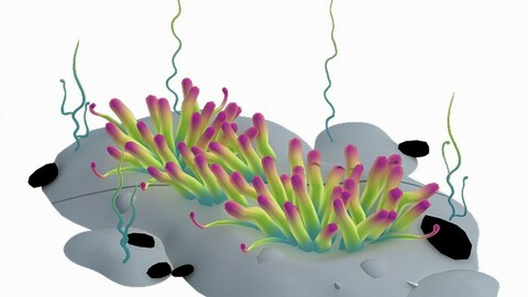 Submarine plant - small sea anemone