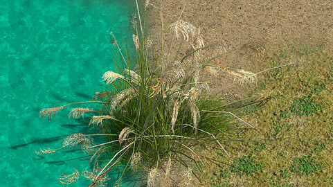 Lakeside Plants - Reed 03