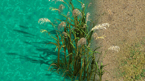 Lakeside Plants - Reed 06