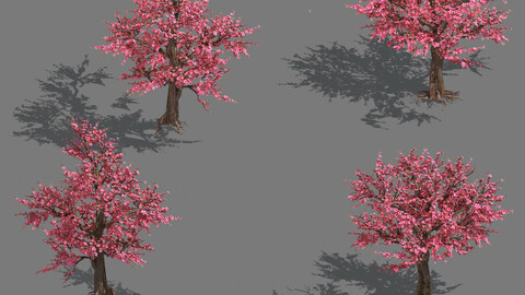 Daughter village plant - peach tree 032