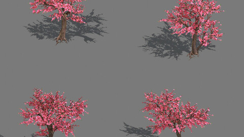 Daughter village plant - peach tree 034