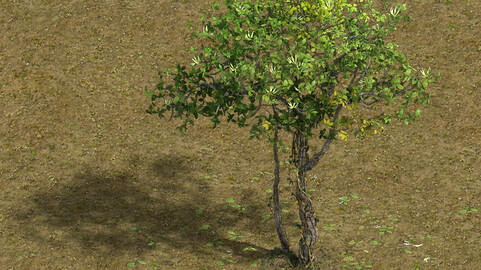 Forest - Large Broadleaf 01