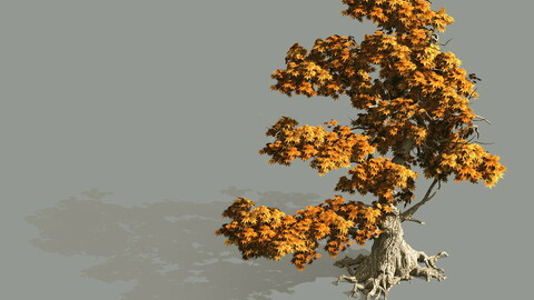 Game Model - Forest - Maple 2