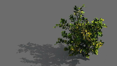Game Models - Forest - Shrubs 05