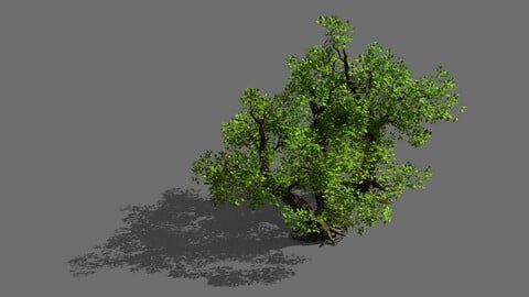 Game Models - Forest - Shrubs 10