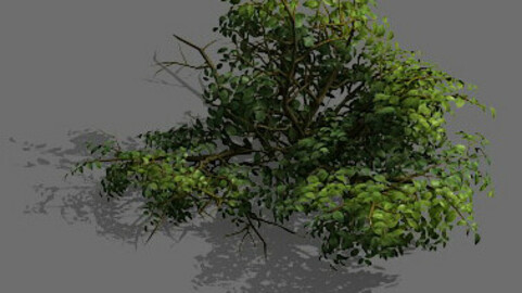 Game Model - Forest - Shrub 15