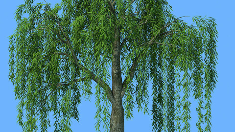 Forest Trees - Willow 01