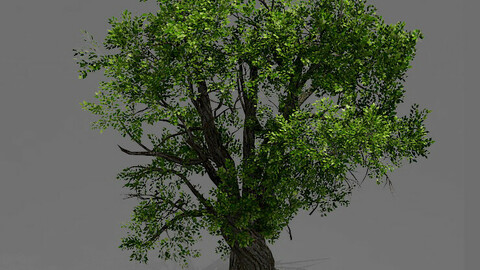 ArtStation - Game Model - Forest - Tree 04 | Game Assets