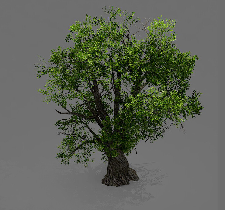 Дерево 4мм. 3d моделирование леса. Лес 3d модель. Tree roots 3d model. Atomning модели.