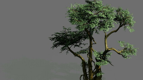 Game Models - Forest - Trees 07