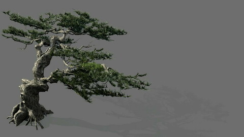 Game Model - Forest - Pine Tree 01 - Tree - Stone