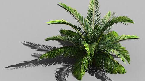 Game Model - Forest - Coconut Tree 01