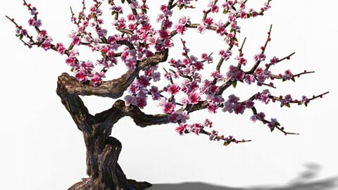 Peach Blossom Island - Peach Tree 01