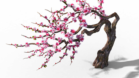 Peach Blossom Island - Peach Tree 03