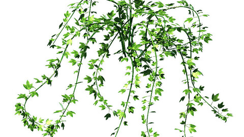 General plant - vines 35