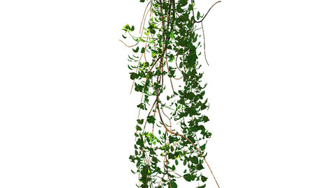 General plant - vines 02