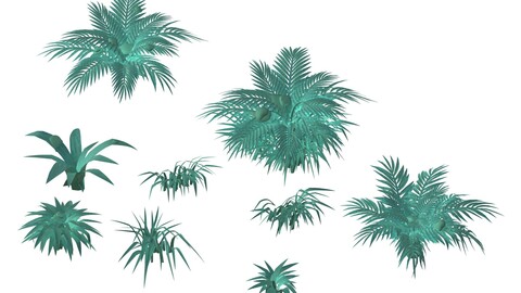 Snow plant - flowers 62