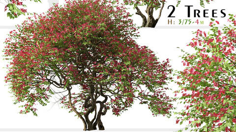 Set of Bougainvillea spectabilis Tree (Santa Rita) (2 Trees)