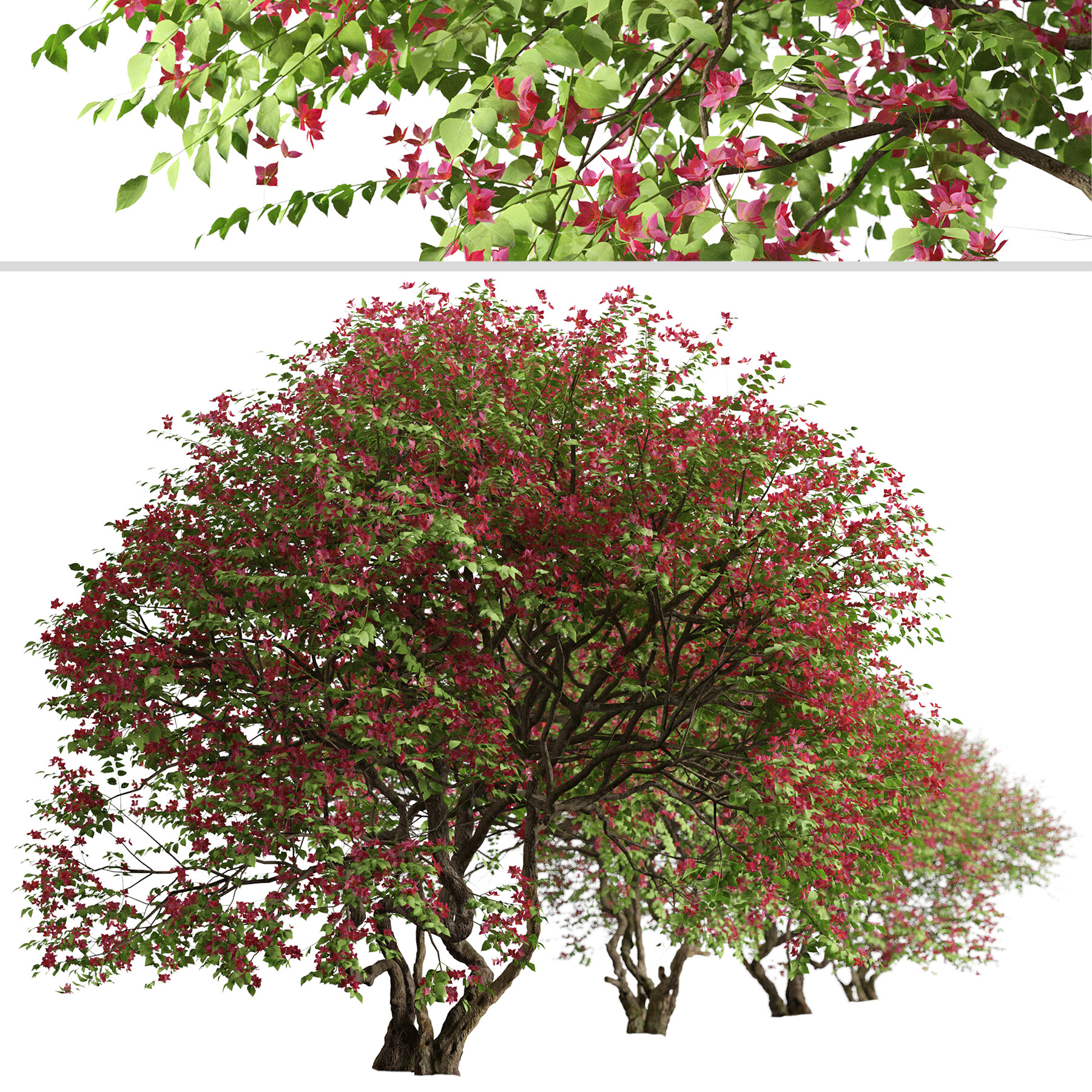 ArtStation - Set of Bougainvillea spectabilis Tree (Santa Rita) (2 Trees) |  Resources