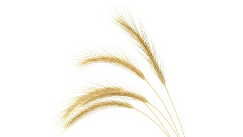A cluster of wheat - fbx+obj