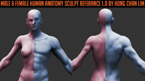 Female & Male Human Anatomy zbrush Sculpt reference by Hong Chan Lim(bundle pack)