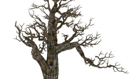 Plant - wind are grass dead tree 06