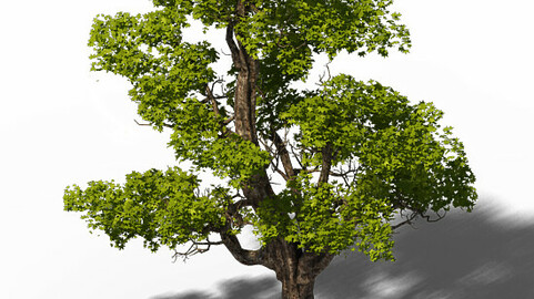 Plant - Windy Grassland Trees 03