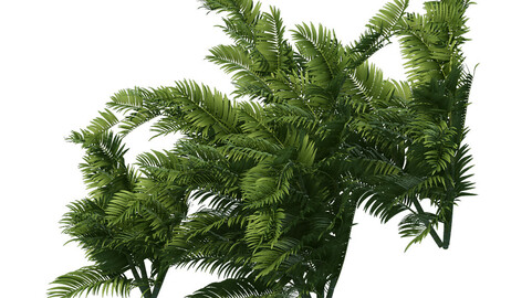 Plant - tropical tree