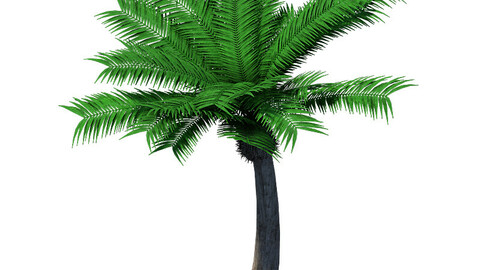 Plant - Coconut Tree 32
