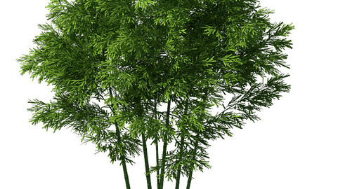 Plant - Bamboo 034