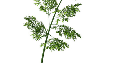 Plant - Bamboo 036