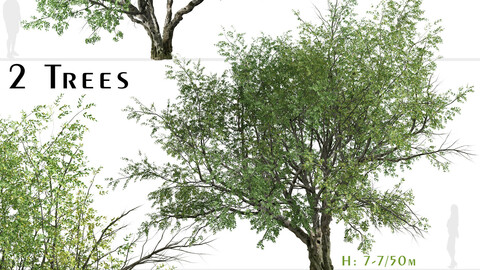 Set of California bay laurel Tree (Umbellularia californica) (2 Trees)
