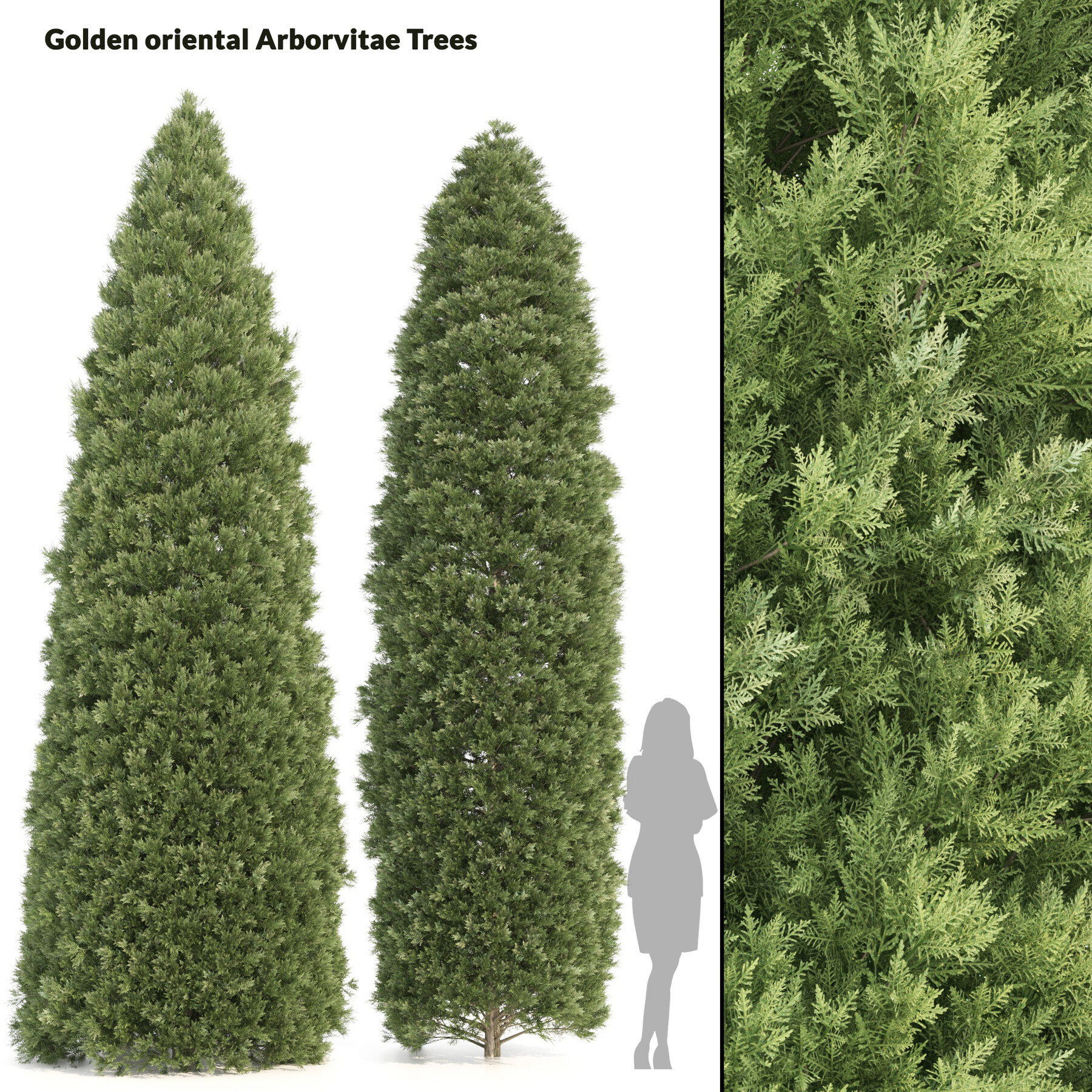 ArtStation - 2 Golden oriental arborvitae Trees | Resources